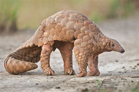 Indian Pangolin