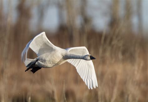 Swan flying low | Roads End Naturalist