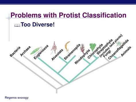 PPT - Protists PowerPoint Presentation, free download - ID:9104545