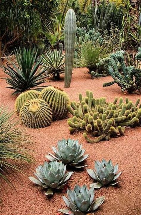 Famous Plants For Desert Garden 2023