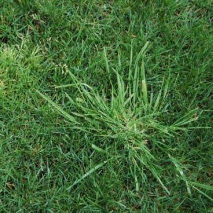 Invasive Grasses – Green Man Lawn Care