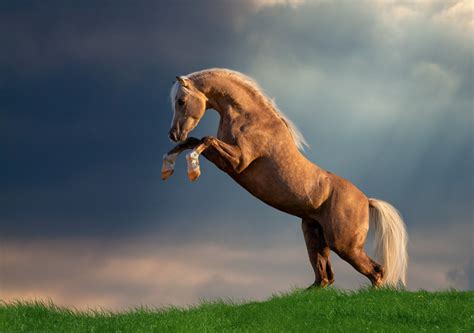 Palomino Horse: Horse Breed Profile and Information