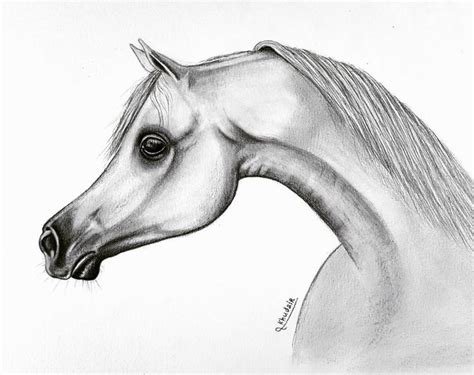 How to draw an Arab horse with pencils #drawing #art #horse #horses