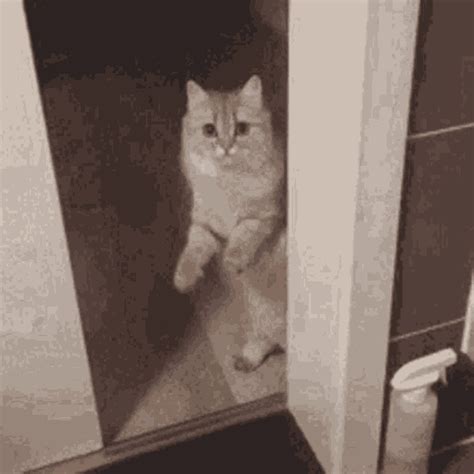 Cat Close Door GIF - Cat Close Door - Discover & Share GIFs