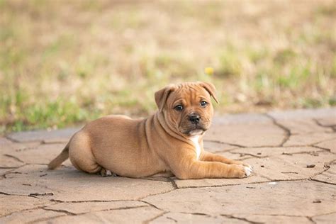 What are the first commands to teach a puppy? Get Your Pet Thinking ...