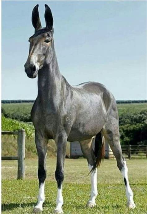 Technically not a horse but still...gorgeous! | Mules animal, Beautiful ...