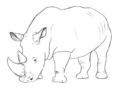 How To Draw A Rhino - Draw Central | Rhino art, Rhino illustration, Rhino