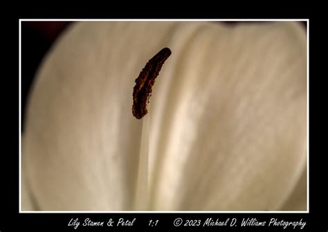 Lily Flower Macros: Lily Flower Macros Here is my first attempt at ...