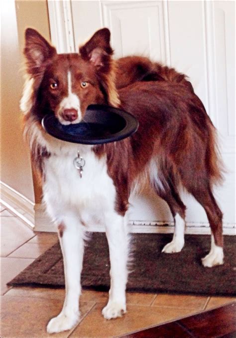 "Who wants to play frisbee?!" Beautiful Border Collie | Collie dog ...