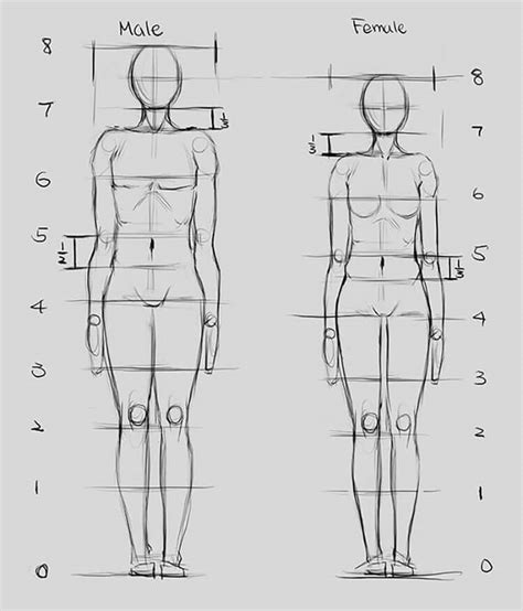 Human Anatomy Drawing Ideas and Pose References - Beautiful Dawn Designs