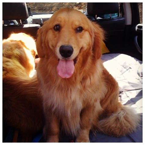 Cute!! Long hair golden retriever | World cutest dog, Cute dogs breeds ...