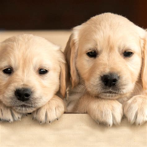 Cute Dog Breeds Medium