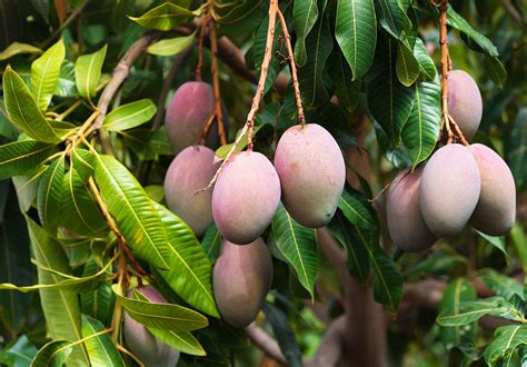 Mango | Description, History, Cultivation, & Facts | Britannica