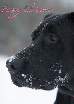 Christmas Blank Quality Card Black Labrador in Snow Same Day despatch ...