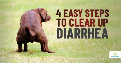 What Home Remedy Can I Give My Dog For Diarrhea? - Dogs Naturally