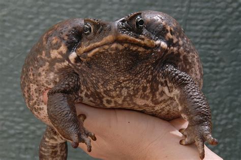 Cane Toad - Honolulu Zoo Society