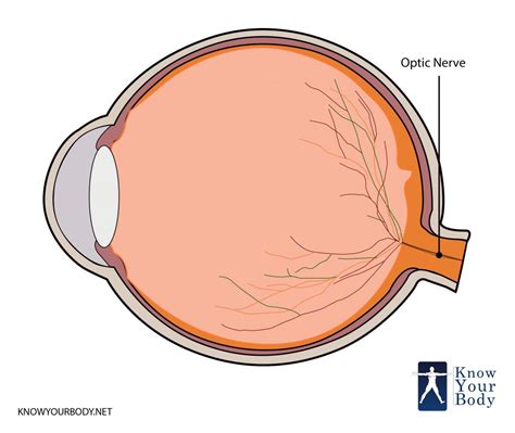 Optic Nerve - Definition, Function, Anatomy and FAQs