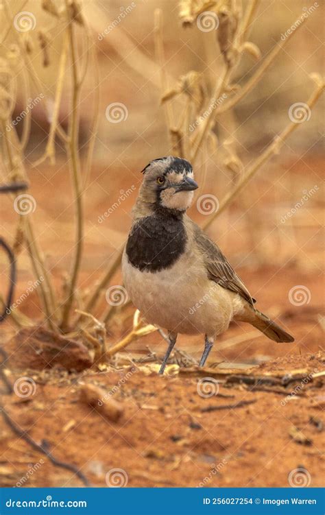 Crested Bellbird in Northern Territory Australia Stock Photo - Image of ...