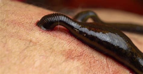 What Do Leeches Eat? - A-Z Animals