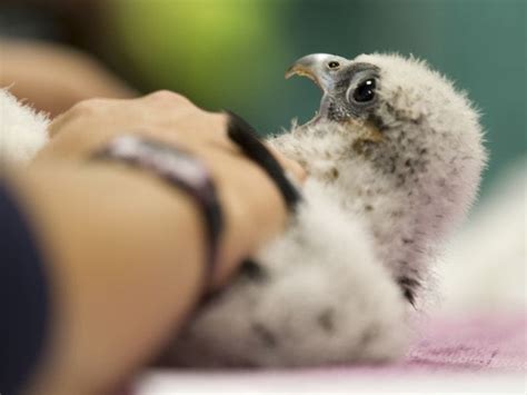 Baby peregrine falcon meets fans