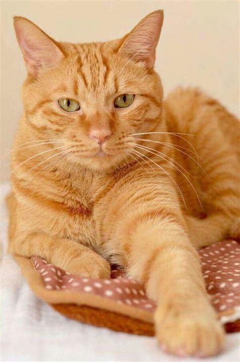 orange cat breeds male - Elnora Pride