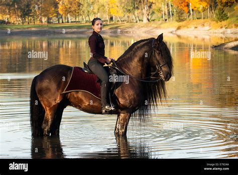 Horsewoman riding a black Friesian horse with a long crest, standing ...