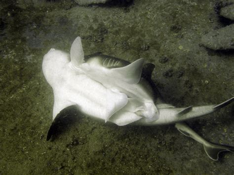 Mating Port Jackson sharks | Mating Port Jackson sharks @ Pe… | Flickr