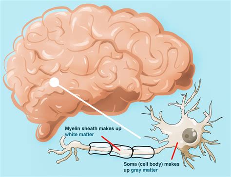 What Is White Matter In The Brain