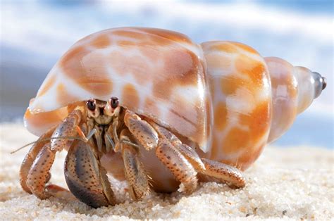 Spotted shell hermit - Hermit Crabs Photo (13766197) - Fanpop