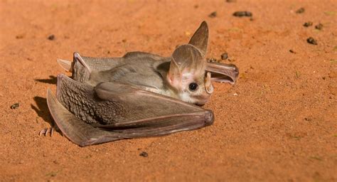 The Australian ghost bat is the sweetest (almost) vampire - Australian ...