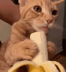 Funny Orange Cat Eating Banana GIF | GIFDB.com