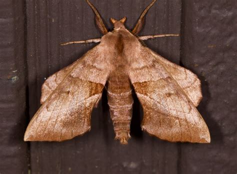 Walnut Sphinx Moth– Identification, Life Cycle, Facts & Pictures