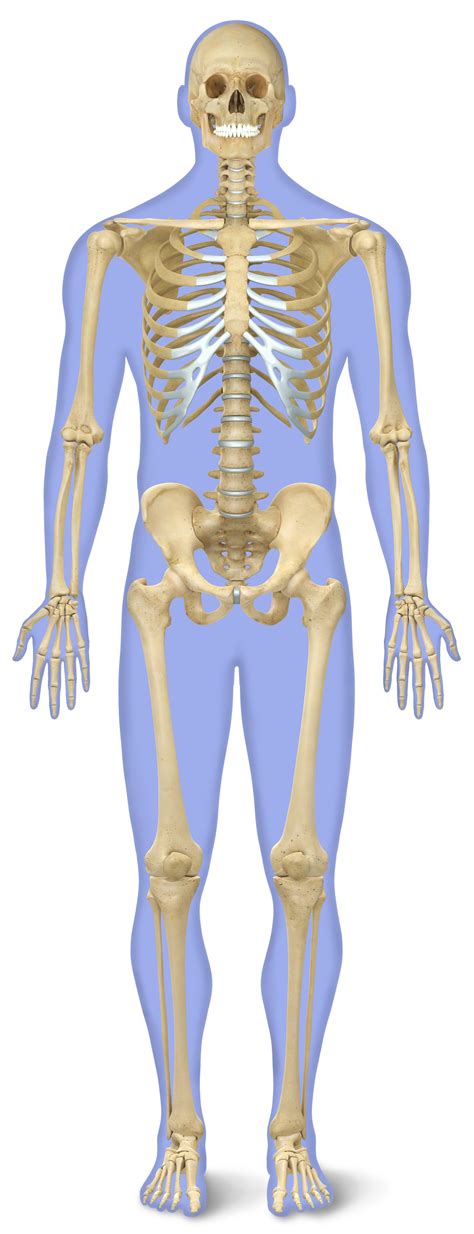 Number of Bones in Human Body | Skeleton Facts | DK Find Out