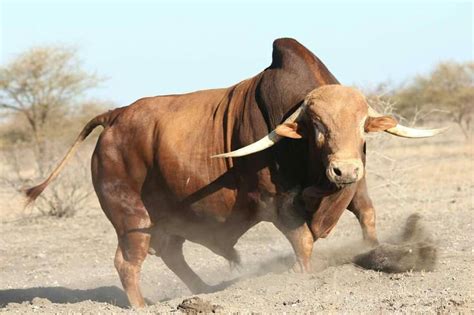 Bonsmara bull | Cattle, Cattle farming, Cattle ranching