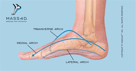 A Closer Look at the Arches of the Foot