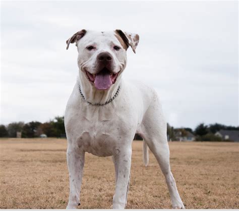 Dogo Argentino Adoption in Montreal, QC: Dogo Argentino Puppies for ...