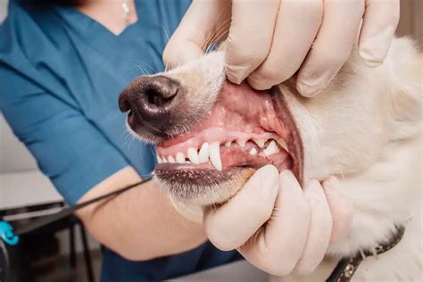 Teeth Cleaning For Dogs | 6 Secret Professional Tips, Hacks & Products ...