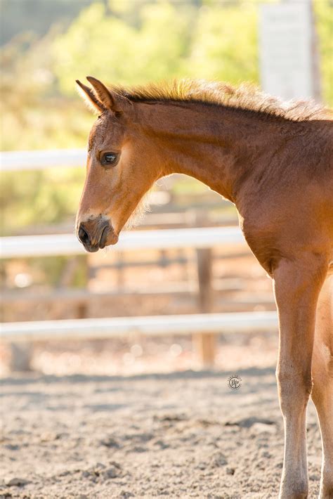 Baby Foal | H2 Sport Horses | Sycamore Trails Stables | San Juan ...