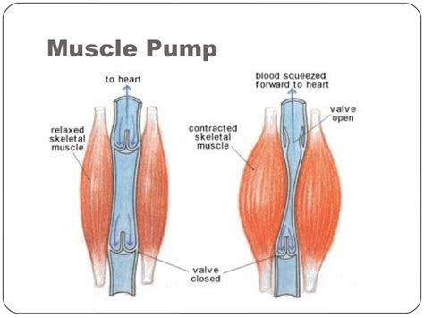 Double Stimulation Method Workout - Shock Muscles For Growth ...