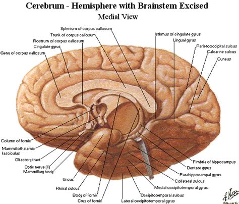 Rostrum Anatomy - Anatomical Charts & Posters