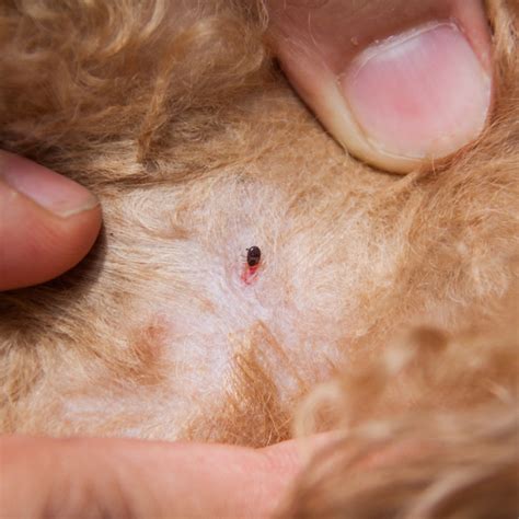 Natural Treatment For Flea Bites On Dogs