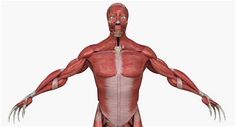 Full Human Muscle Anatomy Medical Edition | 3D model | Human muscle ...