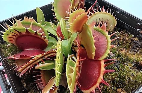 Carnivorous Plant Care Tips For Growing Carnivorous Plants