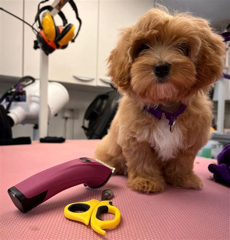 Puppy Grooming at My Best Friend - My Best Friend Dog Grooming