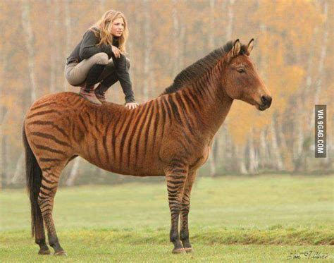 Zebra Horse Hybrid