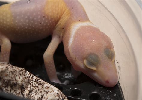 Hello World! First Leopard Gecko Hatchlings of 2017 - OnlineGeckos.com ...