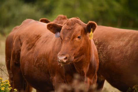 Is Red Meat Bad for the Environment? | widnorfarmsblog.com