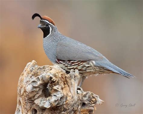 Gambel's quail in southeastern Arizona. Photo by Gerry Sibell. | Bird ...