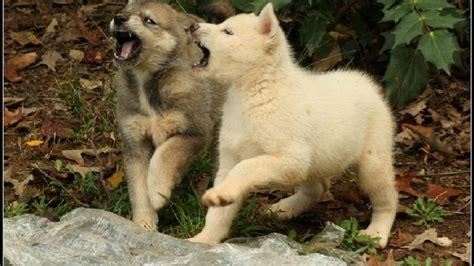 wolf dogs playing - Desktop Nexus Wallpapers | Wolf dog, Wolf dog puppy ...