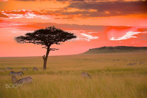 African Savanna Aesthetic - Pets Lovers